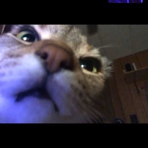 Meet your Posher, Kayden